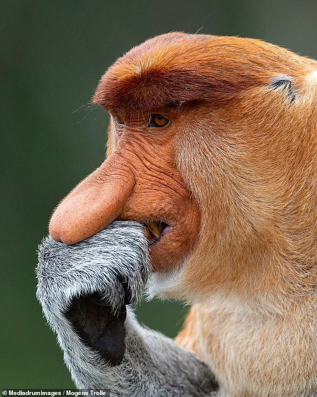 The Proboscis Monkey's Nose: Recent Research Reveals Crucial Role in Survival and Communication