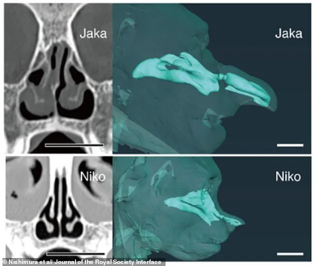 The Proboscis Monkey's Nose: Recent Research Reveals Crucial Role in Survival and Communication