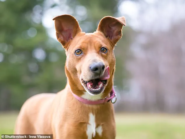 Experts Warn: Dogs' Lip-Licking May Signal Stress, Not Hunger
