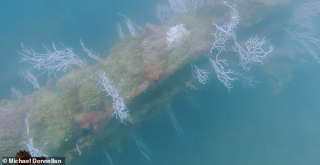 Joe Rogan Stunned by Claims of Atlantis Breakthrough as Archaeologist Unveils Potential Discovery Off Spain's Coast