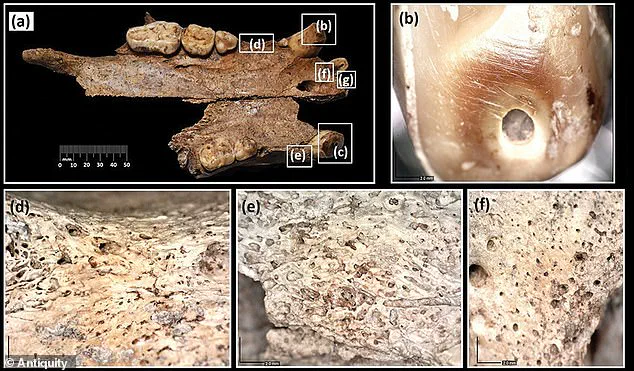 Serbian Fossils Reveal Ancient Roman Amphitheaters Hosted Human-Animal Battles, Supporting Ridley Scott's Gladiatorial Fiction