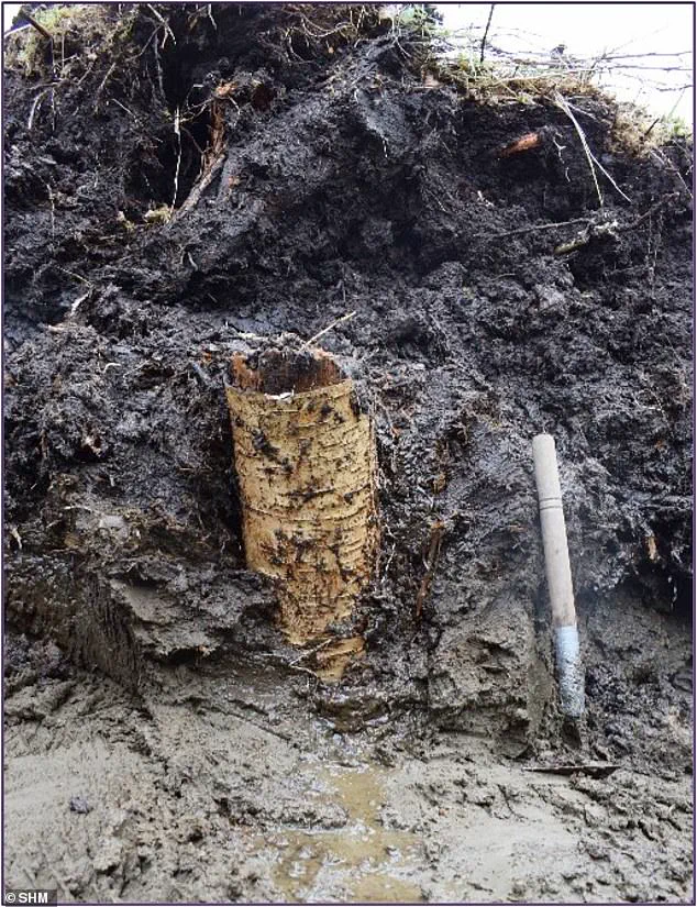 The Oxygen-Free Secret of Bogs: Preserving Organic Remains for Millennia