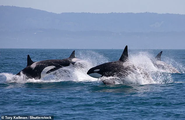Killer Whale Attacks on Tourist Boats in Portugal Spark Calls for Stricter Marine Regulations