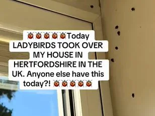 ‘Where Are They All Coming From?’ Brits Baffled by Fruit Fly Invasion That Persists Into Autumn