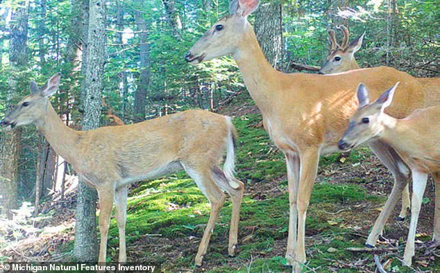 Residents of Beaver Island Sound Alarm: Deer Overpopulation Threatens Unique Ecosystem