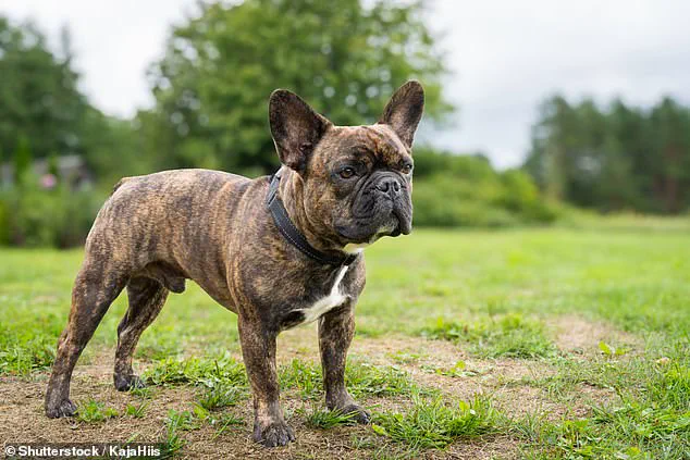 Hidden Risks: Certain Dog Breeds Face Higher Susceptibility to Tail Injuries, Study Reveals