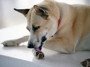New Study Reveals Link Between Dog Ownership and Slower Cellular Aging in Women