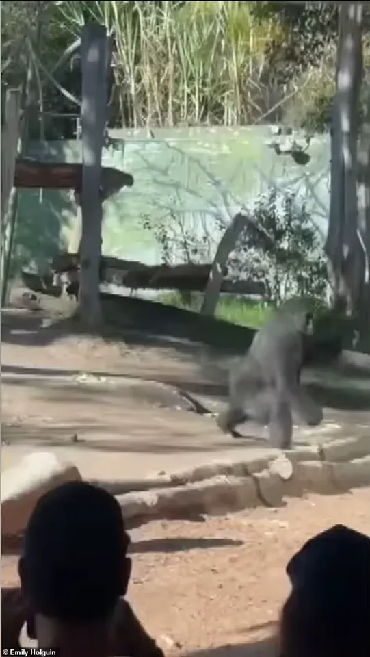 Urgent: San Diego Zoo Gorilla Shatters Glass Barrier in Sudden Outburst