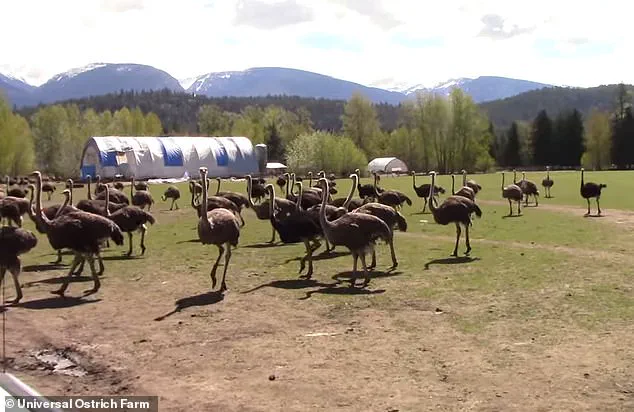Canadian Ostrich Farm Owner Alleges Government Killed 314 Birds to Bury Medical Research, Not to Stop Bird Flu, Sparking Public Health Debate