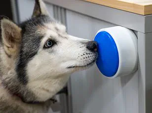 University of Cambridge Study Reveals Genetic Link Between Golden Retrievers and Human Behavioral Traits, Shedding Light on Emotions and Mental Health