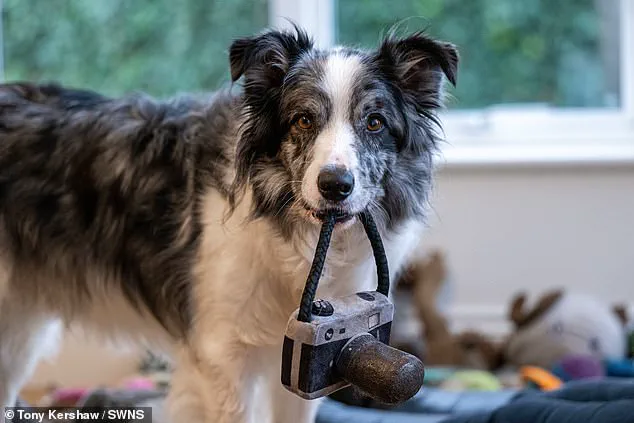 Border Collie Harvey Recognizes Over 200 Words and Fetches Toys by Name, Featured in Groundbreaking Canine Intelligence Studies
