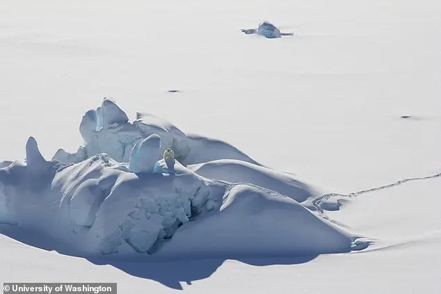 Polar Bears' Genetic Adaptation to Climate Change Offers Glimmer of Hope Amid Global Warming Crisis
