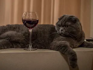 Study Reveals Overconfidence in Wine Tasting Decreases with Expertise