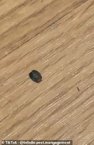 Unexpected Bedbug Resurgence in UK Winter Driven by Heating Systems