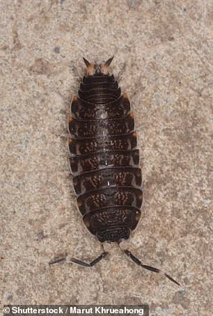 Unexpected Bedbug Resurgence in UK Winter Driven by Heating Systems