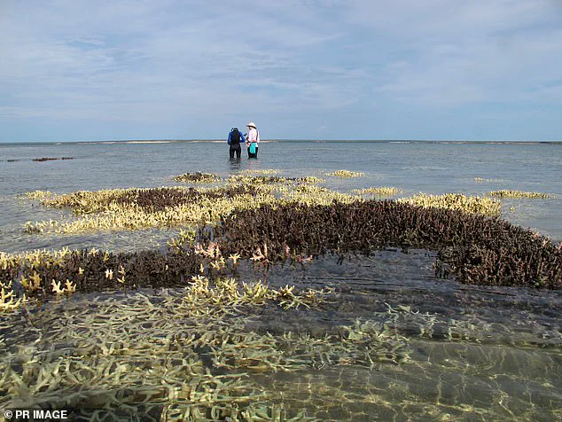 2026: The Year Coral Reefs May Face Irreversible Collapse Due to Climate Change