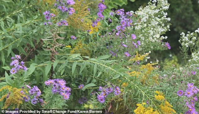 Karen Barnes of Burlington Cultivates Wildlife Sanctuary Through Decade-Long Naturalized Garden Effort