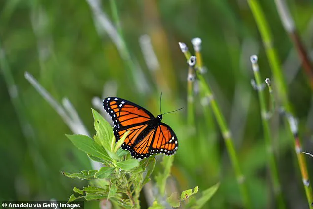 Karen Barnes of Burlington Cultivates Wildlife Sanctuary Through Decade-Long Naturalized Garden Effort