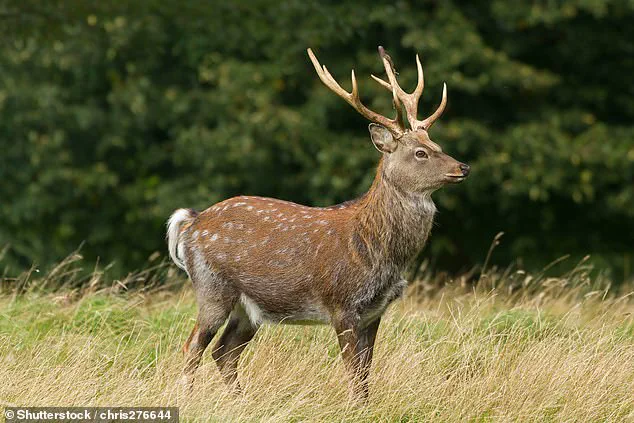 Invasive Sika Deer Threaten Native Species, Prompting Calls for Stricter Wildlife Regulations