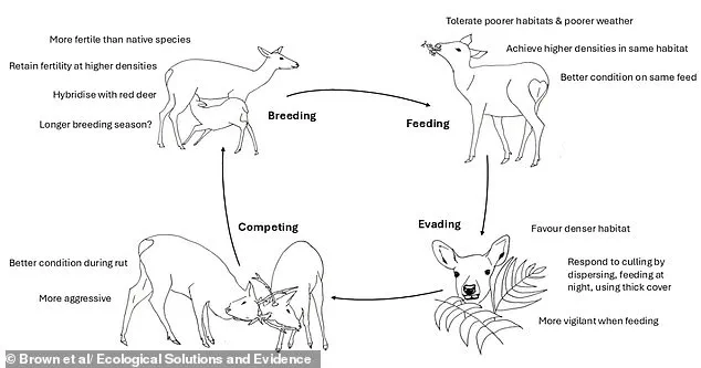 Invasive Sika Deer Threaten Native Species, Prompting Calls for Stricter Wildlife Regulations