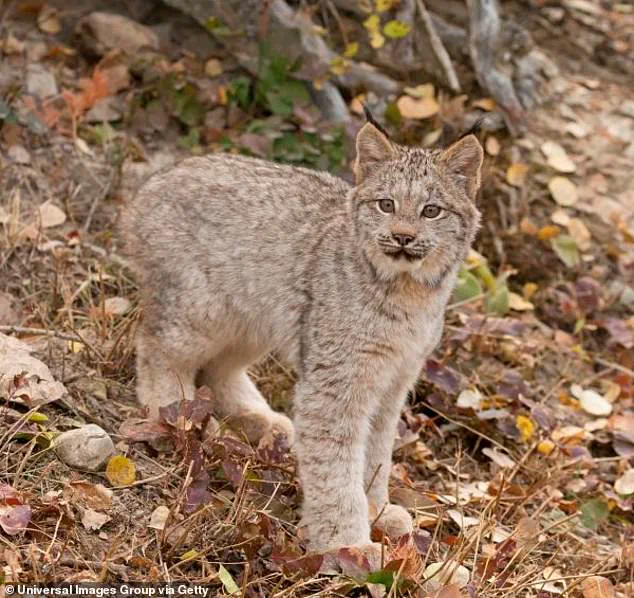 Rare Lynx Kittens Spark Conservation Hope in Voyageurs National Park