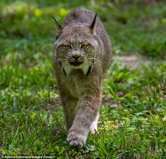 Rare Lynx Kittens Spark Conservation Hope in Voyageurs National Park
