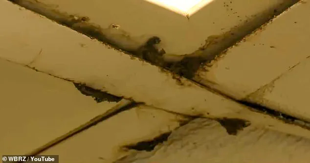 Workers at Louisiana Wendy’s Describe a Health Crisis in the Workplace: 'Black Mold and Flooding Are Daily Realities'