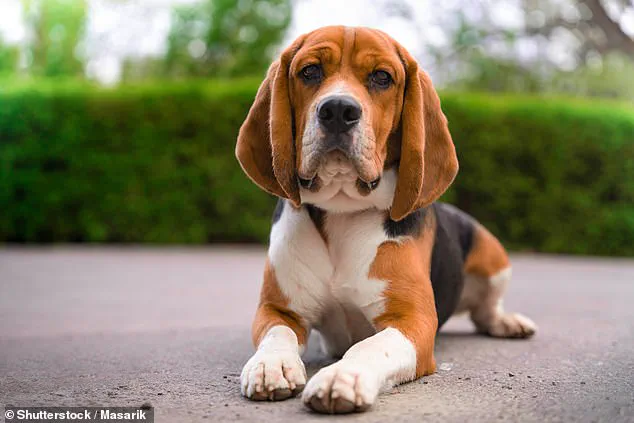 Study Reveals German Shepherds and Rottweilers Have the Friendliest Faces, According to New Research