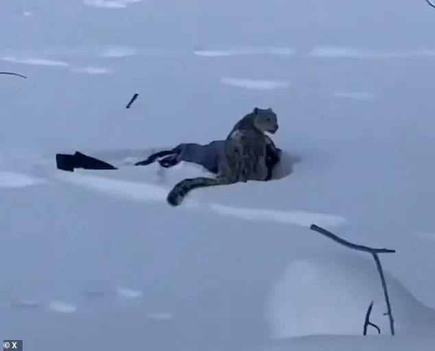 Exclusive Access to Hidden Wilderness: Tourist Injured in Rare Snow Leopard Encounter at Keketuohai Geopark