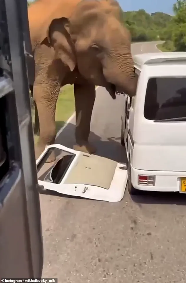 Russian Tourists' 'Life-Threatening' Elephant Encounter in Sri Lanka Sparks Tourism Sector Crisis