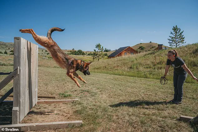 Kim Greene's Svalinn: Breeding Million-Dollar Guard Dogs for the Ultra-Wealthy