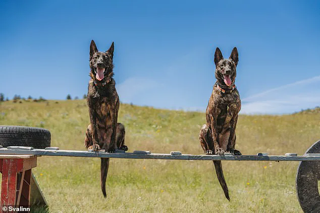 Kim Greene's Svalinn: Breeding Million-Dollar Guard Dogs for the Ultra-Wealthy