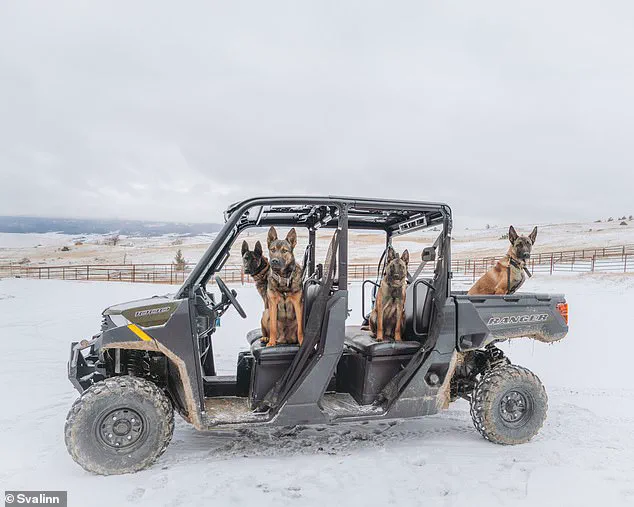 Kim Greene's Svalinn: Breeding Million-Dollar Guard Dogs for the Ultra-Wealthy