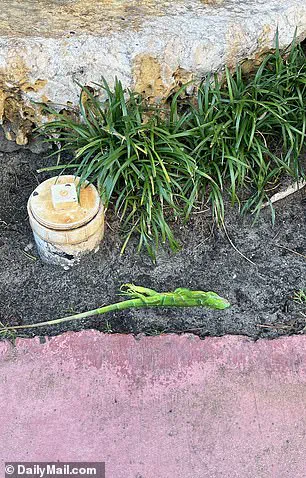 Surreal Cold Snap in South Florida: Iguanas Fall from Trees as Torpor Sets In