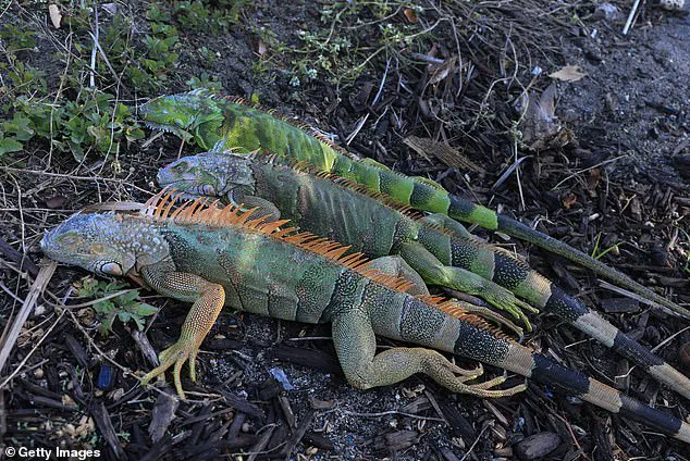 Surreal Cold Snap in South Florida: Iguanas Fall from Trees as Torpor Sets In