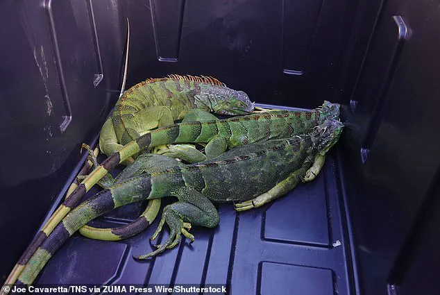 Surreal Cold Snap in South Florida: Iguanas Fall from Trees as Torpor Sets In