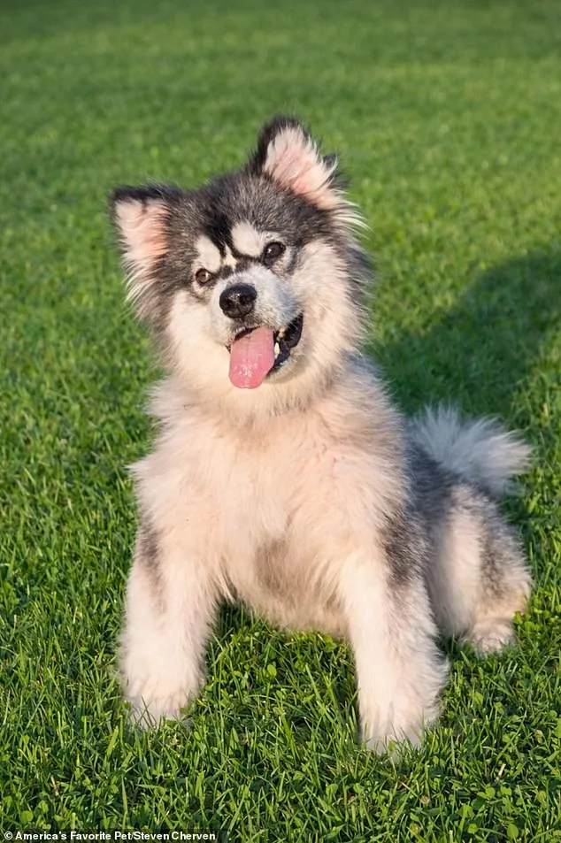 From Slaughterhouse to Sanctuary: How a Malamute's Rescue Exposes the Brutal Dog Meat Trade