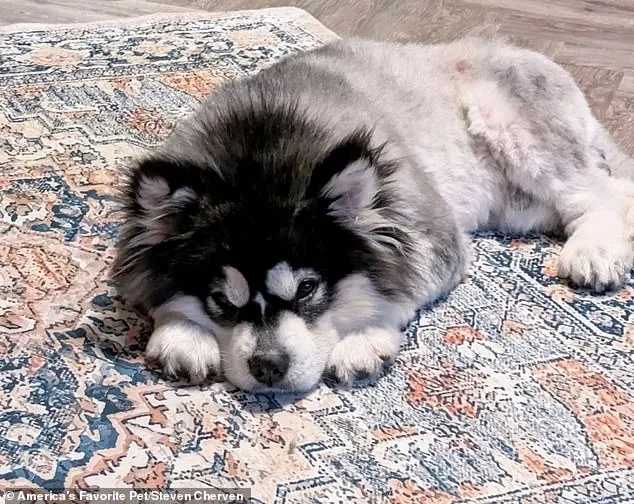 From Slaughterhouse to Sanctuary: How a Malamute's Rescue Exposes the Brutal Dog Meat Trade