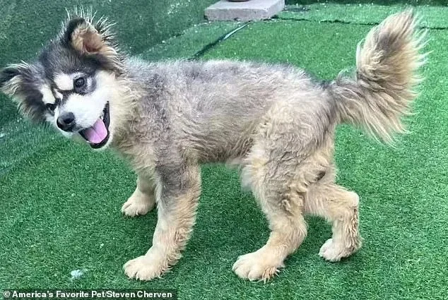 From Slaughterhouse to Sanctuary: How a Malamute's Rescue Exposes the Brutal Dog Meat Trade