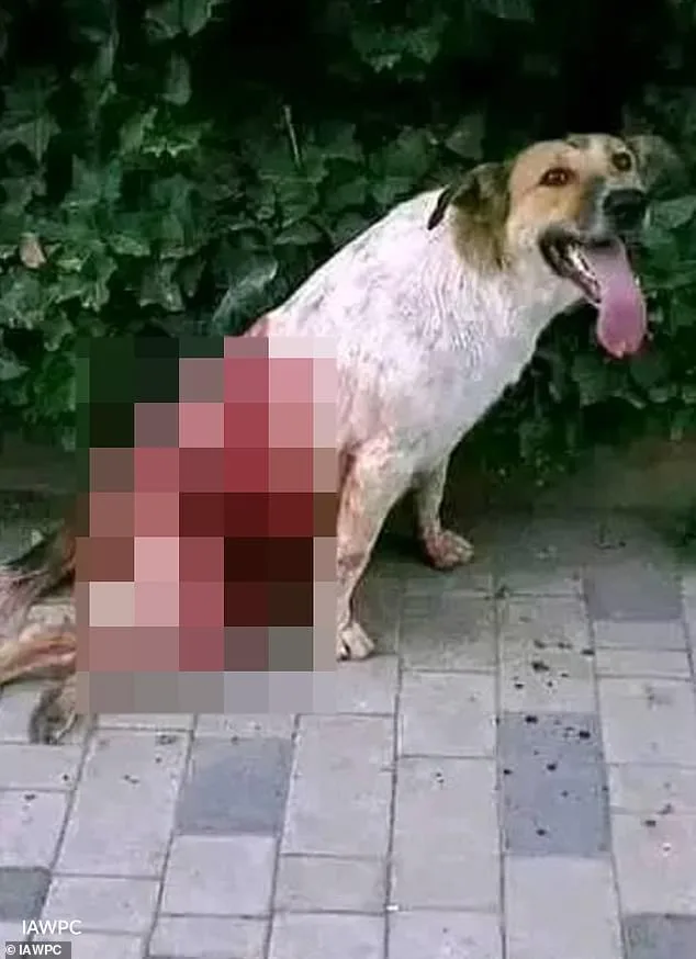 Global Outcry as Morocco's Alleged Mass Culling of Stray Dogs Sparks 2030 World Cup Controversy
