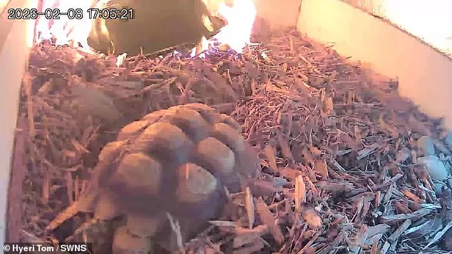 Wildfire at Wildlife Sanctuary: Faulty Lamp Sparks Chaos as Staff Race to Save 15-Year-Old Tortoise