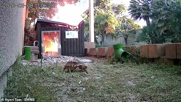 Wildfire at Wildlife Sanctuary: Faulty Lamp Sparks Chaos as Staff Race to Save 15-Year-Old Tortoise