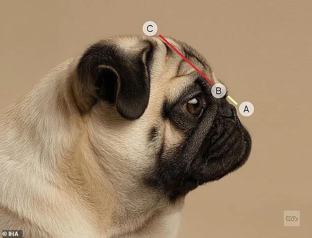 Stark Warning: 15 Dog Breeds Face Lifelong Breathing Struggles Due to Exaggeratedly Flat Faces, Study Shows