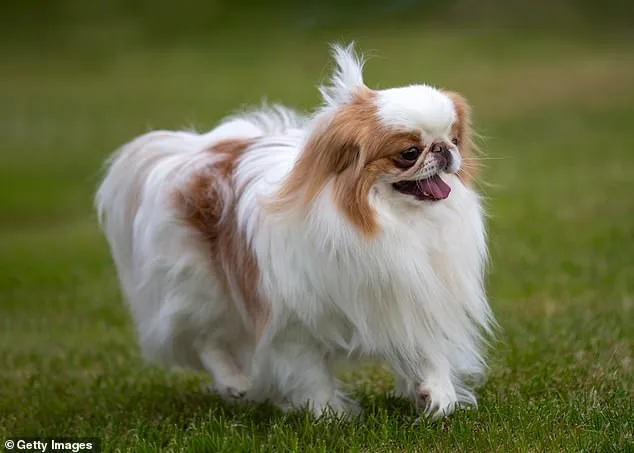 Stark Warning: 15 Dog Breeds Face Lifelong Breathing Struggles Due to Exaggeratedly Flat Faces, Study Shows