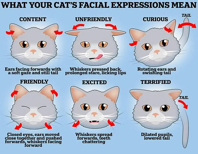 Study Reveals Cats' Independence: Therapy Cats Show No Preference for Owners Over Strangers