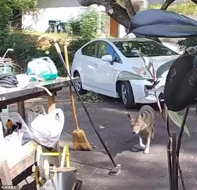 Three-Year-Old's Terrifying Coyote Attack in Pasadena Leaves Mother in Shock