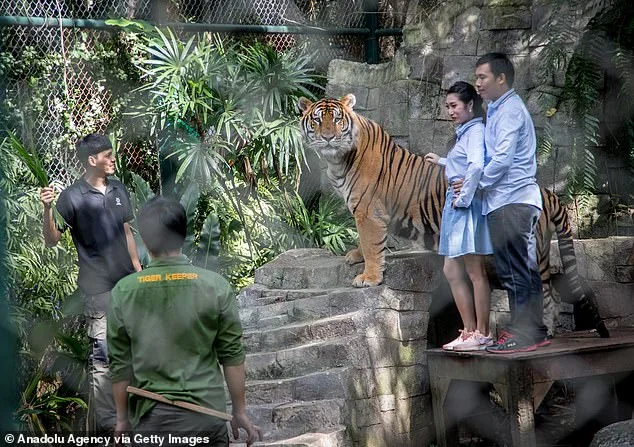 Mystery Outbreak of Canine Distemper Virus Claims 72 Tigers at Thai Tourist Park