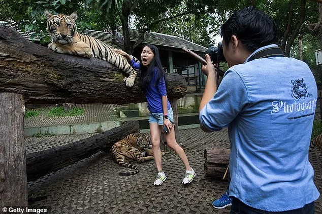 Mystery Outbreak of Canine Distemper Virus Claims 72 Tigers at Thai Tourist Park