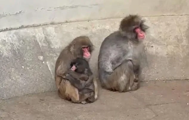 Punch the Macaque's Heartbreaking Journey: Surrogate Orangutan Toy Offers Unlikely Lifeline