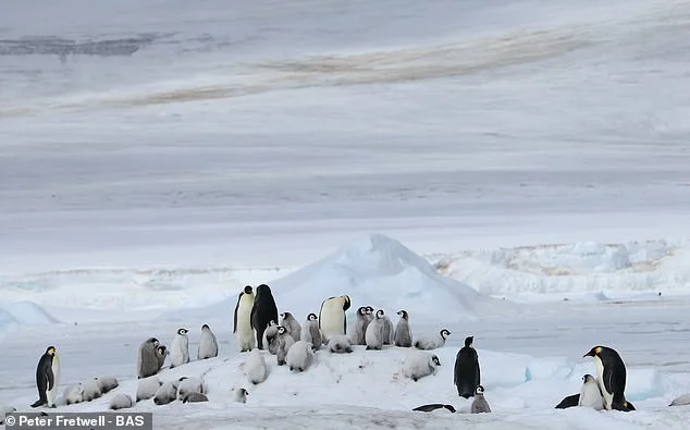 Shrinking Antarctic Sea Ice Threatens Emperor Penguins During Vulnerable Moulting Period, Study Shows